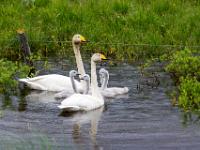 Singschwan Familie am Teich